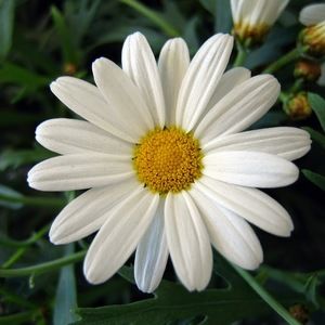 Meet your Posher, Daisy